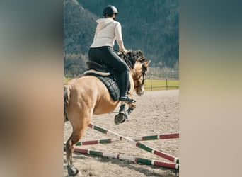 Konik, Merrie, 11 Jaar, 140 cm, Falbe