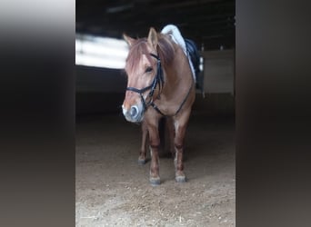 Konik, Merrie, 11 Jaar, 140 cm, Vos