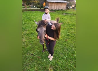 Konik, Merrie, 11 Jaar, 150 cm, Schimmel