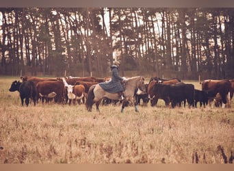 Konik, Merrie, 13 Jaar, 138 cm, Falbe