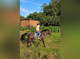 Konik, Merrie, 14 Jaar, 140 cm, Donkerbruin