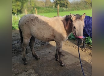 Konik, Merrie, 1 Jaar, 130 cm