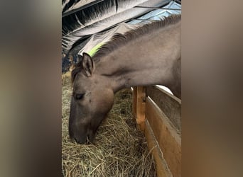 Konik, Merrie, 1 Jaar, 140 cm, Grullo
