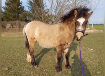 Konik, Merrie, 1 Jaar, Palomino