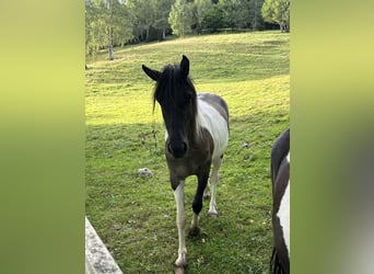 Konik, Merrie, 2 Jaar, 136 cm, Gevlekt-paard