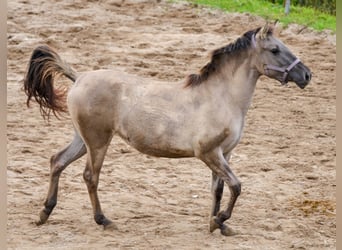 Konik, Merrie, 2 Jaar, 137 cm, Falbe