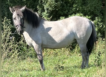 Konik, Merrie, 3 Jaar, 130 cm, Grullo