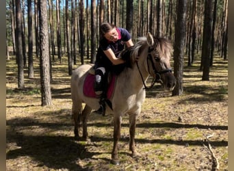 Konik, Merrie, 4 Jaar, 135 cm, Falbe