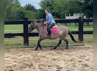 Konik, Merrie, 4 Jaar, 143 cm, Red Dun