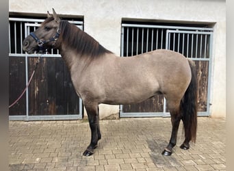Konik, Merrie, 4 Jaar, 145 cm, Falbe