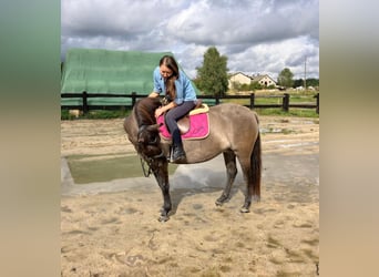 Konik, Merrie, 4 Jaar, 145 cm, Falbe