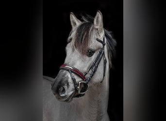 Konik, Merrie, 5 Jaar, 136 cm, Falbe