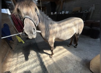 Konik, Stute, 6 Jahre, 130 cm, Falbe