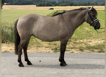 Konik Mix, Merrie, 6 Jaar, 133 cm, Falbe