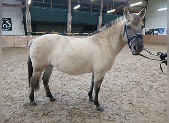 Konik, Merrie, 6 Jaar, 136 cm