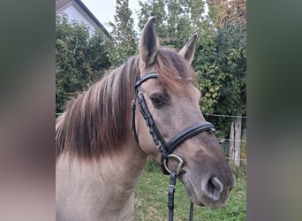 Konik, Merrie, 6 Jaar, 138 cm, Falbe