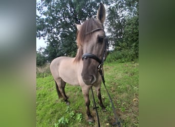 Konik, Merrie, 6 Jaar, 138 cm, Falbe