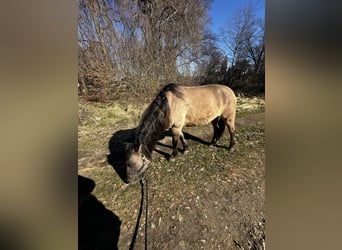 Konik Mix, Merrie, 6 Jaar, 142 cm, Buckskin