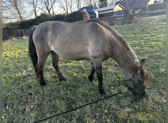 Konik Mix, Merrie, 6 Jaar, 142 cm, Buckskin