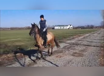 Konik Mix, Merrie, 6 Jaar, 142 cm, Buckskin