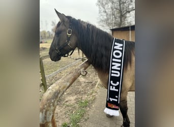 Konik Mix, Merrie, 6 Jaar, 142 cm, Buckskin