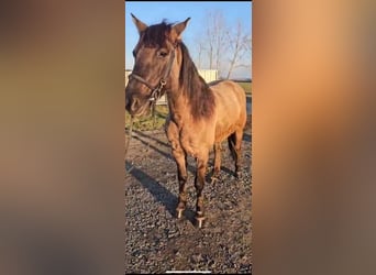 Konik Mix, Merrie, 6 Jaar, 142 cm, Buckskin