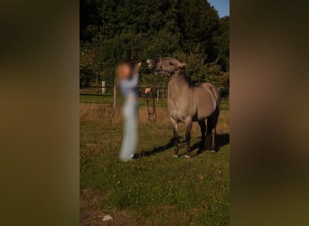 Konik, Merrie, 7 Jaar, 138 cm