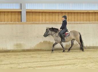 Konik, Merrie, 7 Jaar, 139 cm, Grullo