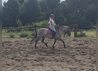 Konik, Merrie, 8 Jaar, 140 cm, Falbe