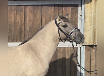 Konik, Merrie, 8 Jaar, 140 cm, Falbe
