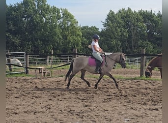 Konik, Merrie, 8 Jaar, 140 cm, Falbe