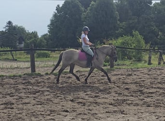 Konik, Merrie, 8 Jaar, 140 cm, Falbe