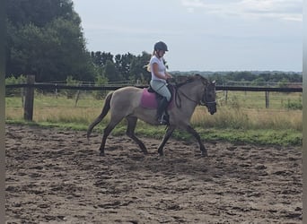 Konik, Merrie, 8 Jaar, 140 cm, Falbe