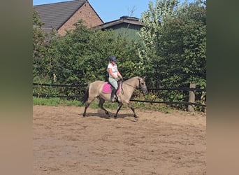 Konik, Merrie, 8 Jaar, 140 cm, Falbe