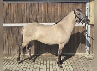 Konik, Merrie, 8 Jaar, 140 cm, Falbe