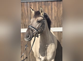 Konik, Merrie, 8 Jaar, 140 cm, Falbe