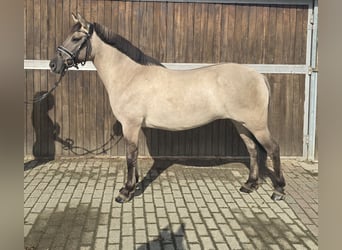 Konik, Merrie, 8 Jaar, 140 cm, Falbe