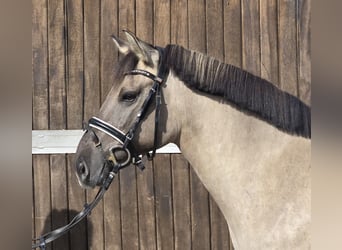 Konik, Merrie, 8 Jaar, 140 cm, Falbe