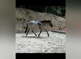 Konik, Merrie, 9 Jaar, 134 cm