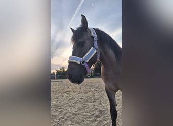 Konik polski, Klacz, 10 lat, 137 cm, Bułana