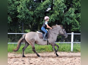 Konik polski, Klacz, 10 lat, 147 cm, Bułana