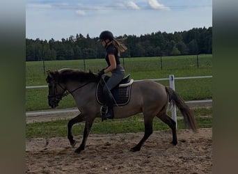 Konik polski, Klacz, 10 lat, 147 cm, Bułana