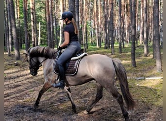 Konik polski, Klacz, 10 lat, 147 cm, Bułana