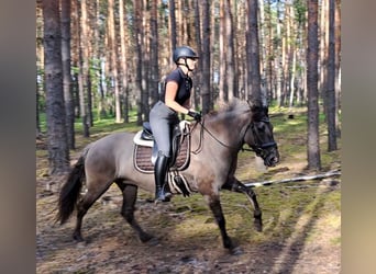 Konik polski, Klacz, 10 lat, 147 cm, Bułana