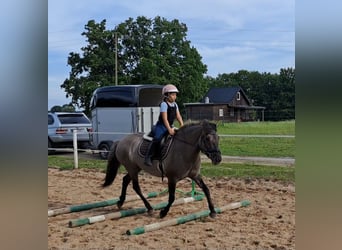 Konik polski, Klacz, 10 lat, 147 cm, Bułana