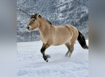 Konik polski, Klacz, 11 lat, 140 cm, Bułana