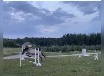 Konik polski, Klacz, 11 lat, 150 cm, Siwa