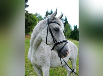 Konik polski, Klacz, 12 lat, 170 cm, Siwa