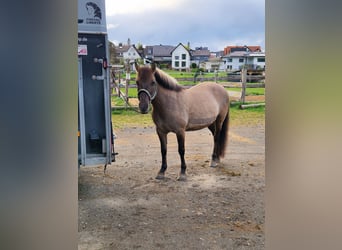 Konik polski, Klacz, 14 lat, 135 cm, Bułana