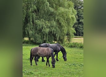 Konik polski, Klacz, 14 lat, 140 cm, Ciemnogniada